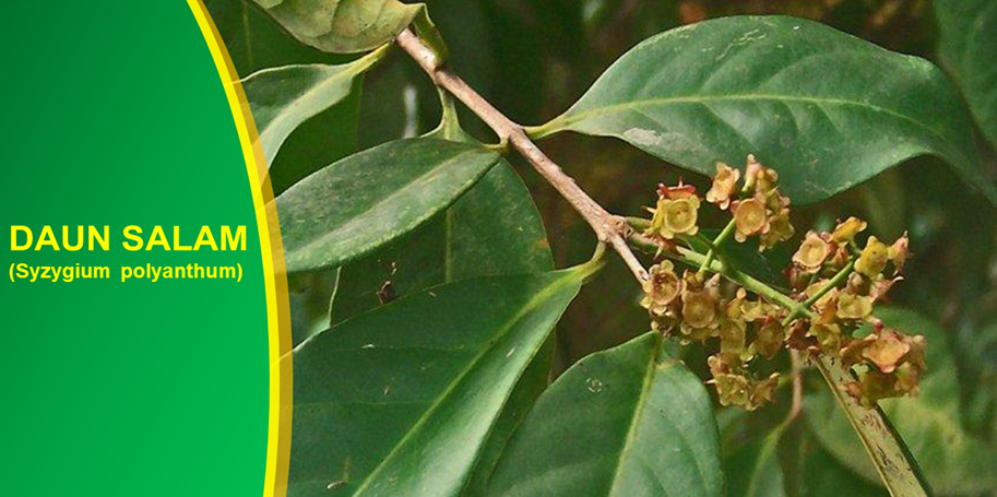 Cegah Diabetes dengan Daun Salam Cegah Diabetes dengan Daun Salam